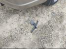 Honda Civic Ex Image 16